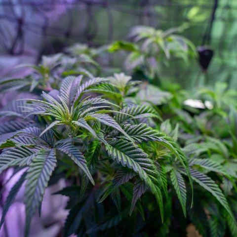 Cones #1 growlog timeline photo