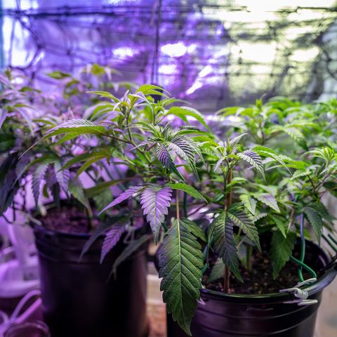 Cones #1 growlog timeline photo
