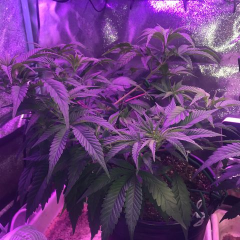 Cones #1 growlog timeline photo