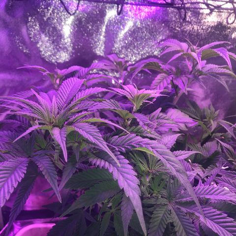 Cones #1 growlog timeline photo