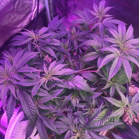 Cones #1 growlog timeline photo