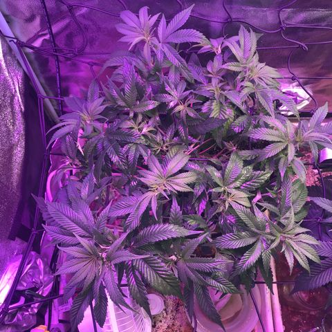 Cones #1 growlog timeline photo