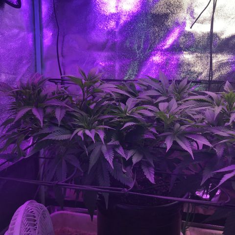 Cones #1 growlog timeline photo