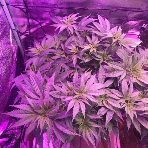 Cones #1 growlog timeline photo