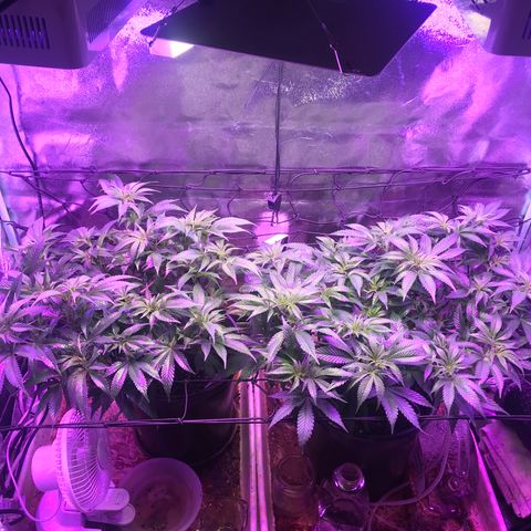 Cones #1 growlog timeline photo