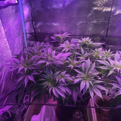 Cones #1 growlog timeline photo