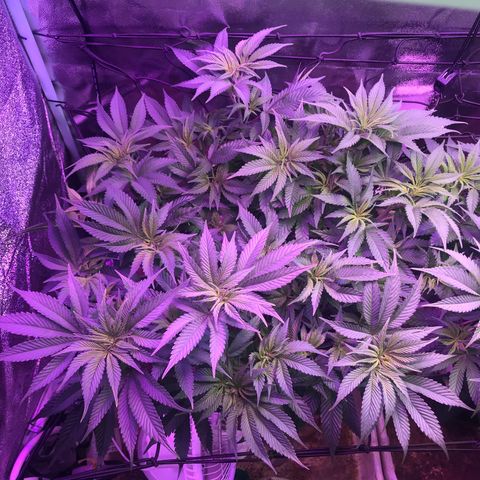 Cones #1 growlog timeline photo