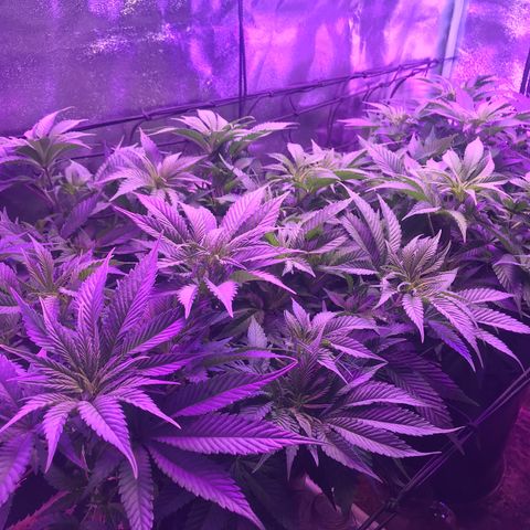 Cones #1 growlog timeline photo