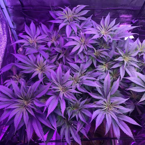 Cones #1 growlog timeline photo