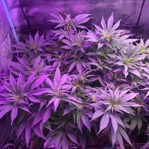 Cones #1 growlog timeline photo