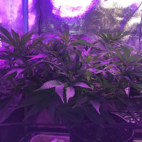 Cones #1 growlog timeline photo