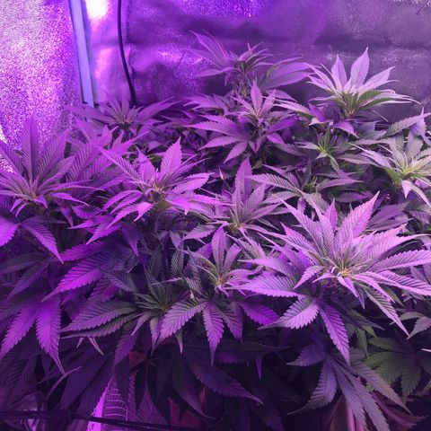 Cones #1 growlog timeline photo
