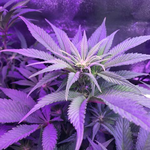 Cones #1 growlog timeline photo
