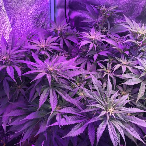 Cones #1 growlog timeline photo