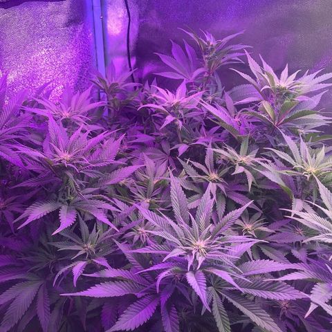 Cones #1 growlog timeline photo
