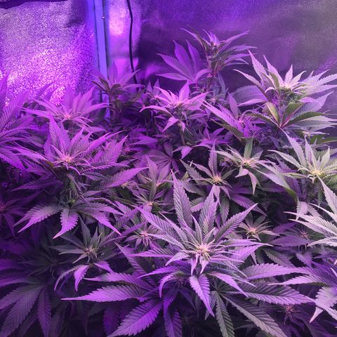 Cones #1 growlog timeline photo