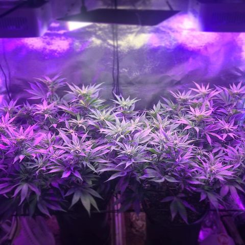 Cones #1 growlog timeline photo