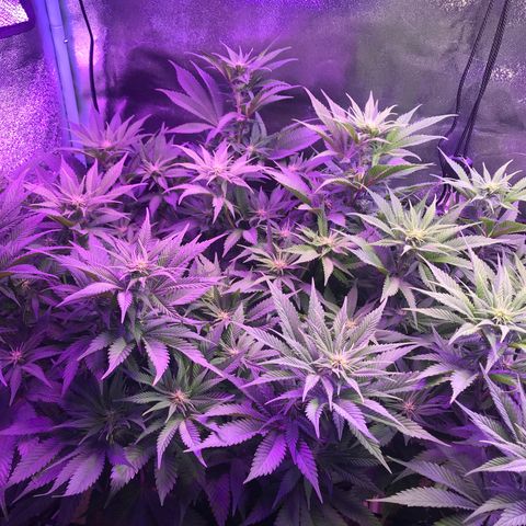 Cones #1 growlog timeline photo