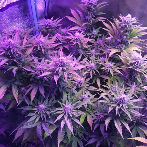 Cones #1 growlog timeline photo