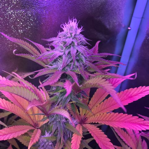 Cones #1 growlog timeline photo