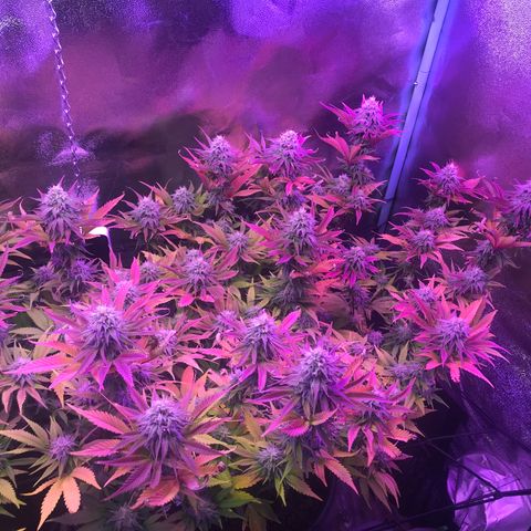 Cones #1 growlog timeline photo