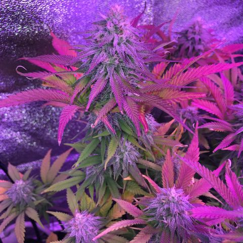Cones #1 growlog timeline photo