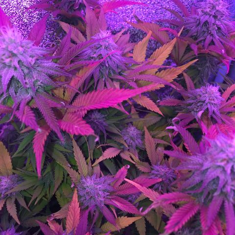 Cones #1 growlog timeline photo