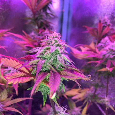 Cones #1 growlog timeline photo