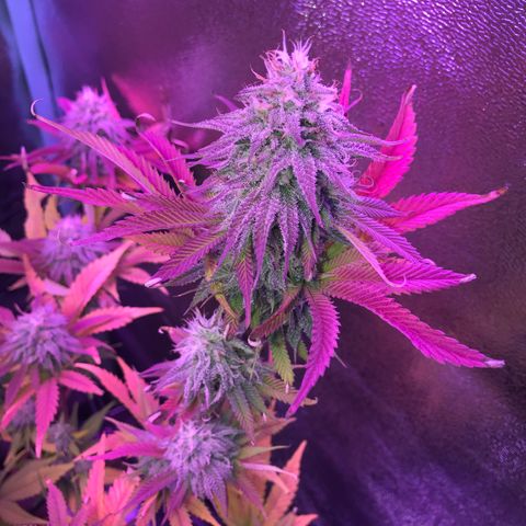 Cones #1 growlog timeline photo