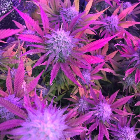 Cones #1 growlog timeline photo