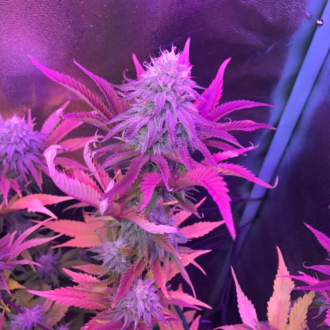 Cones #1 growlog timeline photo