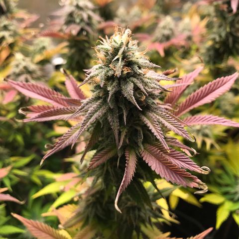 Cones #1 growlog timeline photo