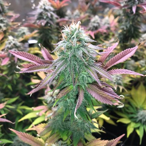 Cones #1 growlog timeline photo