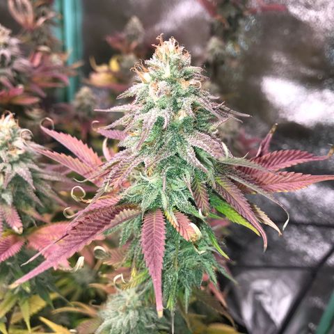 Cones #1 growlog timeline photo