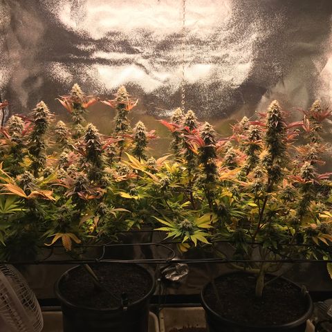 Cones #1 growlog timeline photo