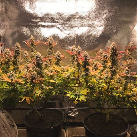 Cones #1 growlog timeline photo
