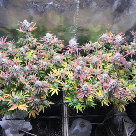 Cones #1 growlog timeline photo