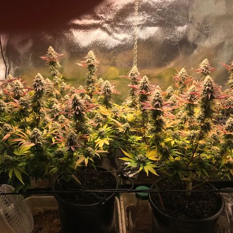 Cones #1 growlog timeline photo