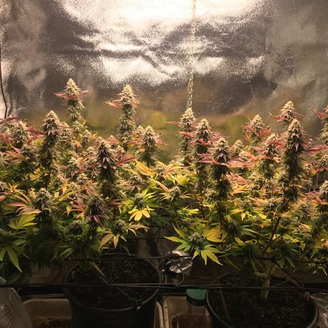 Cones #1 growlog timeline photo