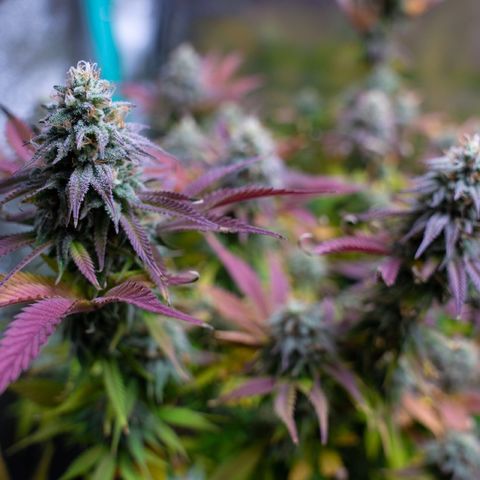 Cones #1 growlog timeline photo
