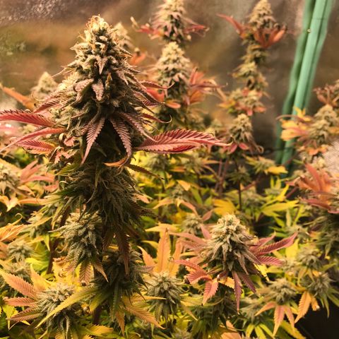 Cones #1 growlog timeline photo