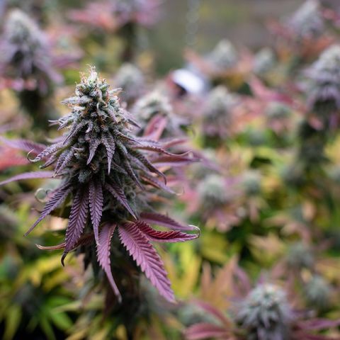 Cones #1 growlog timeline photo
