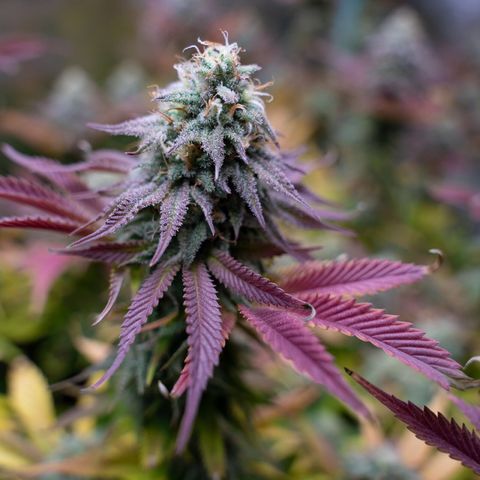 Cones #1 growlog timeline photo