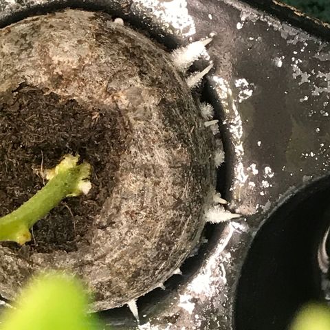 Cones #1 growlog timeline photo