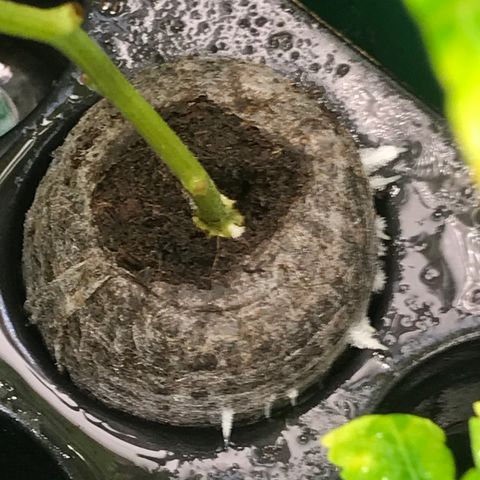 Cones #1 growlog timeline photo