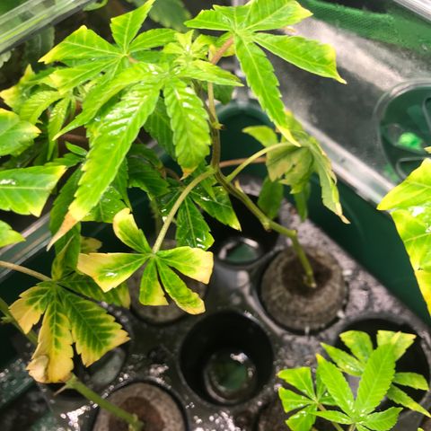 Cones #1 growlog timeline photo