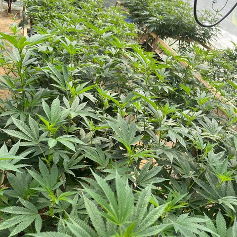 Blueberry Pancake  growlog photo: Día de microorganismos benéficos 