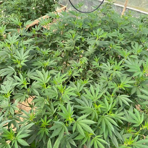 Blueberry Pancake  growlog photo: Día de microorganismos benéficos 