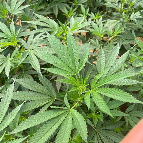 Blueberry Pancake  growlog photo: Día de microorganismos benéficos 