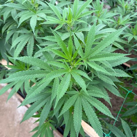 Atomic tangerine  growlog timeline photo
